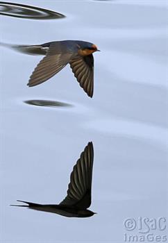 Swallow Reflection